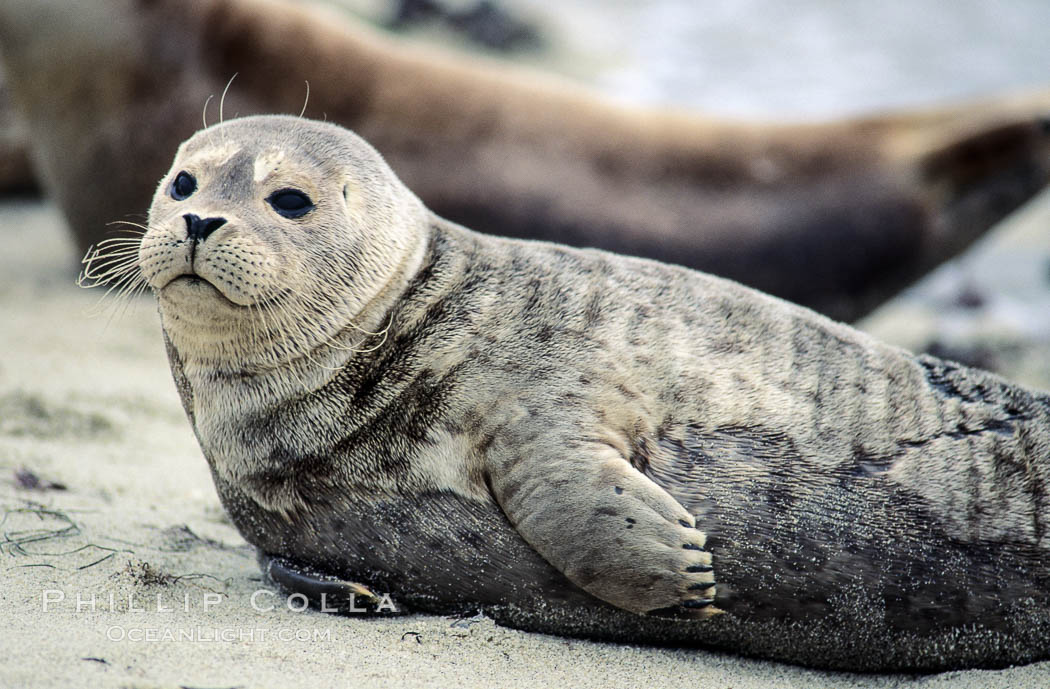 A Pacific harbor seal pup hauls out on a sandy beach.  This group of harbor seals, which has formed a breeding colony at a small but popular beach near San Diego, is at the center of considerable controversy.  While harbor seals are protected from harassment by the Marine Mammal Protection Act and other legislation, local interests would like to see the seals leave so that people can resume using the beach. La Jolla, California, USA, Phoca vitulina richardsi, natural history stock photograph, photo id 03023