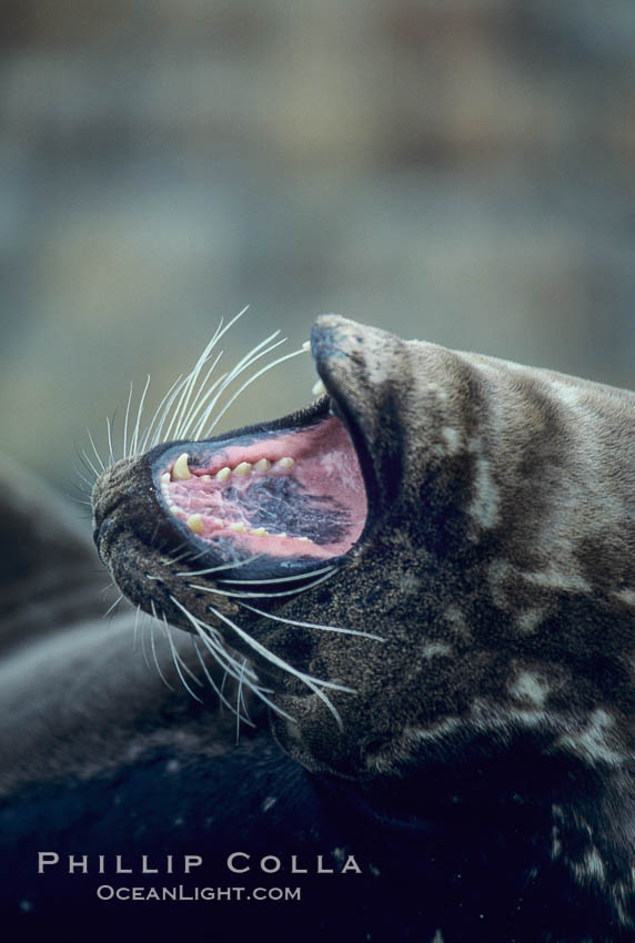 A Pacific harbor seal yawns as it is hauled out on a sandy beach.  This group of harbor seals, which has formed a breeding colony at a small but popular beach near San Diego, is at the center of considerable controversy.  While harbor seals are protected from harassment by the Marine Mammal Protection Act and other legislation, local interests would like to see the seals leave so that people can resume using the beach. La Jolla, California, USA, Phoca vitulina richardsi, natural history stock photograph, photo id 03239