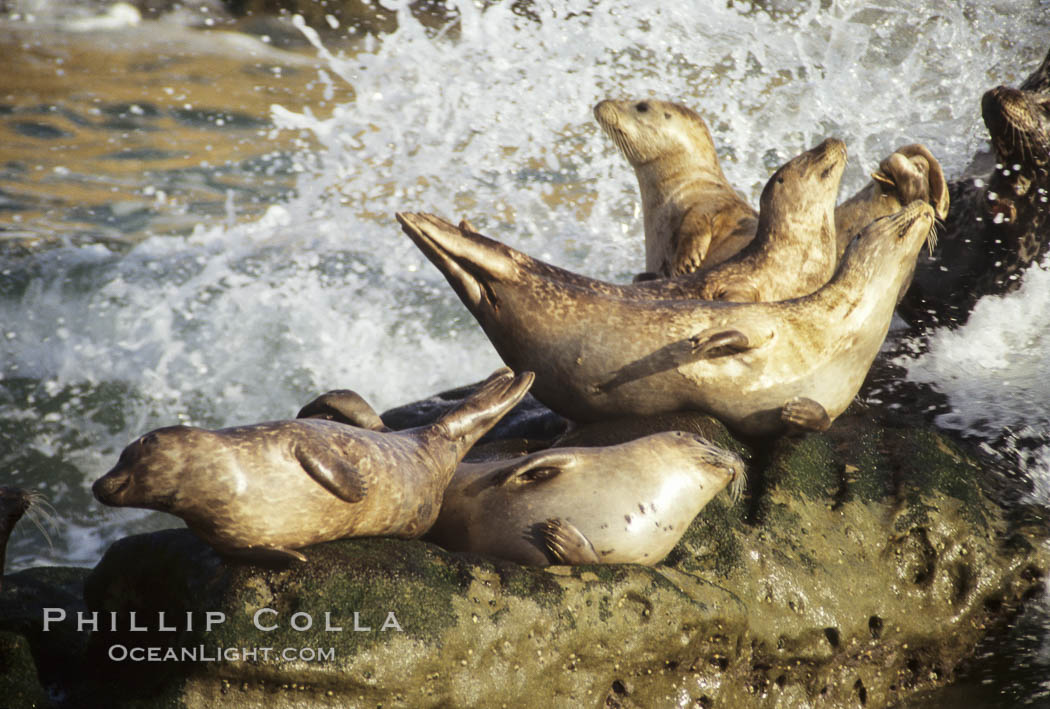 Pacific harbor seals are splashed by surf as they are hauled out on a rock.  This group of harbor seals, which has formed a breeding colony at a small but popular beach near San Diego, is at the center of considerable controversy.  While harbor seals are protected from harassment by the Marine Mammal Protection Act and other legislation, local interests would like to see the seals leave so that people can resume using the beach. La Jolla, California, USA, Phoca vitulina richardsi, natural history stock photograph, photo id 10435