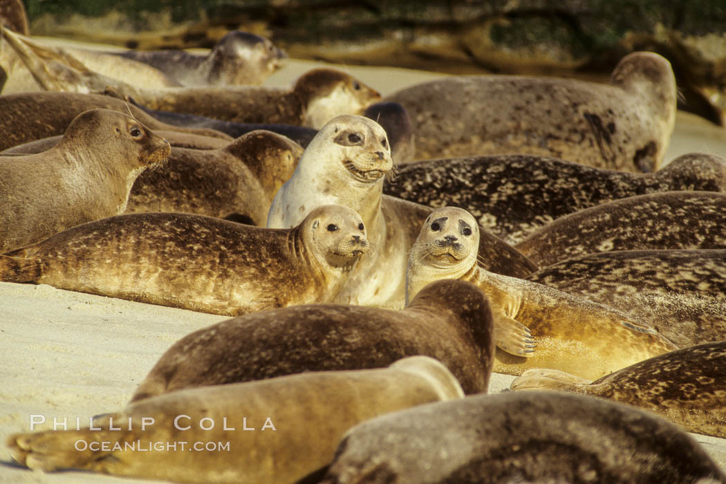 Pacific harbor seals rest while hauled out on a sandy beach.  This group of harbor seals, which has formed a breeding colony at a small but popular beach near San Diego, is at the center of considerable controversy.  While harbor seals are protected from harassment by the Marine Mammal Protection Act and other legislation, local interests would like to see the seals leave so that people can resume using the beach., Phoca vitulina richardsi, natural history stock photograph, photo id 02137