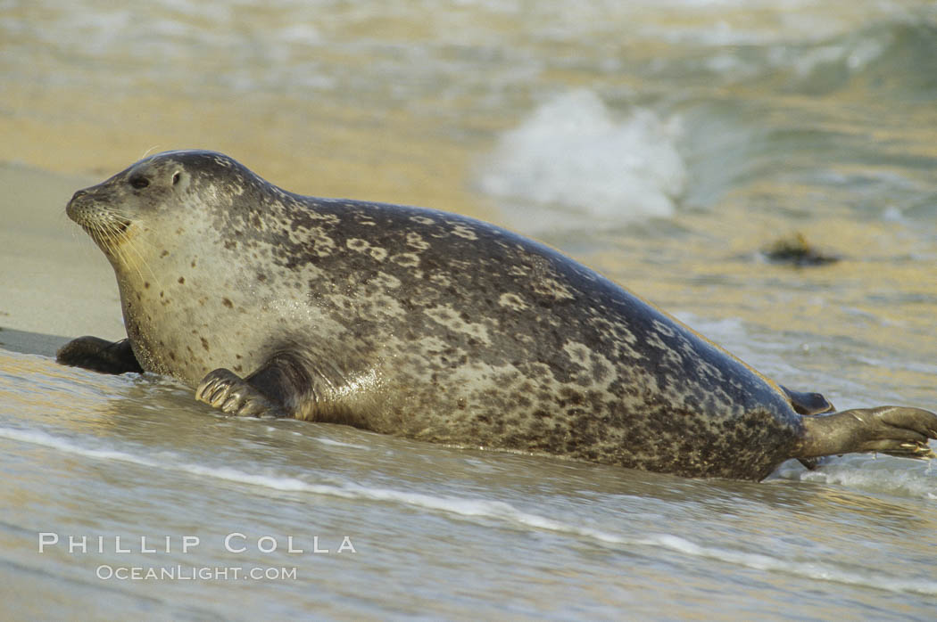 A Pacific harbor seal hauls out on a sandy beach.  This group of harbor seals, which has formed a breeding colony at a small but popular beach near San Diego, is at the center of considerable controversy.  While harbor seals are protected from harassment by the Marine Mammal Protection Act and other legislation, local interests would like to see the seals leave so that people can resume using the beach. La Jolla, California, USA, Phoca vitulina richardsi, natural history stock photograph, photo id 03001