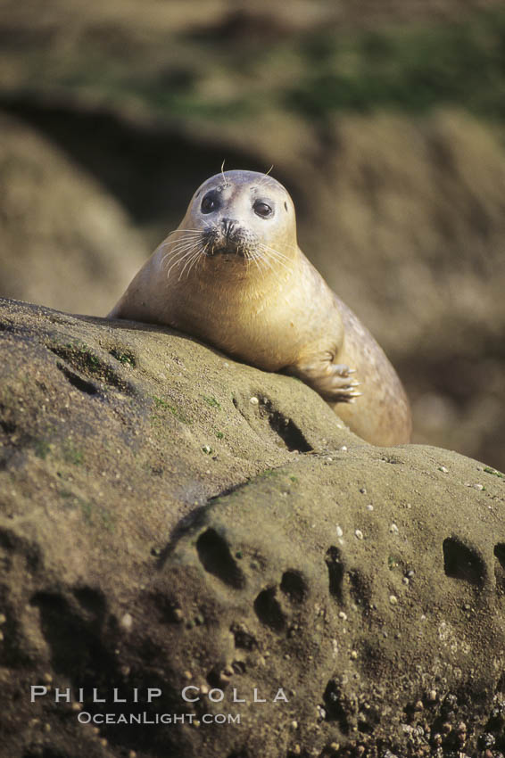 A Pacific harbor seal hauls out on a rock.  This group of harbor seals, which has formed a breeding colony at a small but popular beach near San Diego, is at the center of considerable controversy.  While harbor seals are protected from harassment by the Marine Mammal Protection Act and other legislation, local interests would like to see the seals leave so that people can resume using the beach., Phoca vitulina richardsi, natural history stock photograph, photo id 03009
