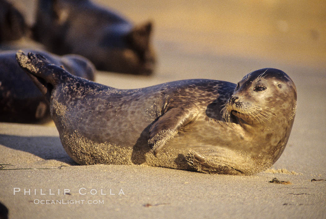 A Pacific harbor seal hauls out on a sandy beach.  This group of harbor seals, which has formed a breeding colony at a small but popular beach near San Diego, is at the center of considerable controversy.  While harbor seals are protected from harassment by the Marine Mammal Protection Act and other legislation, local interests would like to see the seals leave so that people can resume using the beach. La Jolla, California, USA, Phoca vitulina richardsi, natural history stock photograph, photo id 03013