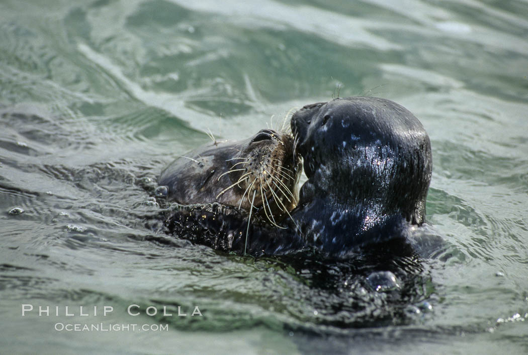 A mother Pacific harbor seal and her newborn pup swim in the protected waters of Childrens Pool in La Jolla, California.  This group of harbor seals, which has formed a breeding colony at a small but popular beach near San Diego, is at the center of considerable controversy.  While harbor seals are protected from harassment by the Marine Mammal Protection Act and other legislation, local interests would like to see the seals leave so that people can resume using the beach. USA, Phoca vitulina richardsi, natural history stock photograph, photo id 03237