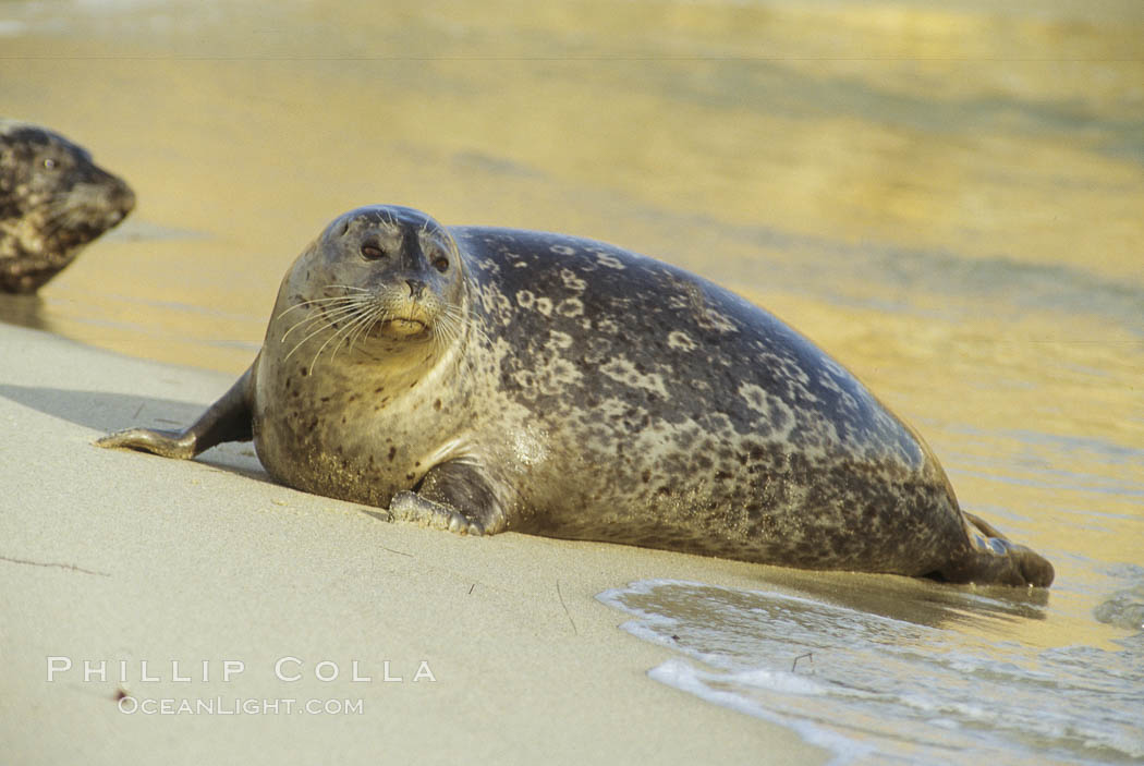A Pacific harbor seal hauls out on a sandy beach.  This group of harbor seals, which has formed a breeding colony at a small but popular beach near San Diego, is at the center of considerable controversy.  While harbor seals are protected from harassment by the Marine Mammal Protection Act and other legislation, local interests would like to see the seals leave so that people can resume using the beach., Phoca vitulina richardsi, natural history stock photograph, photo id 10425