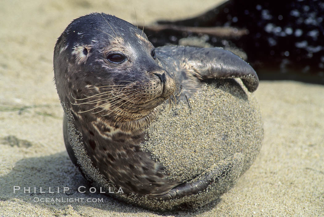 A Pacific harbor seal hauls out on a sandy beach.  This group of harbor seals, which has formed a breeding colony at a small but popular beach near San Diego, is at the center of considerable controversy.  While harbor seals are protected from harassment by the Marine Mammal Protection Act and other legislation, local interests would like to see the seals leave so that people can resume using the beach. La Jolla, California, USA, Phoca vitulina richardsi, natural history stock photograph, photo id 10433