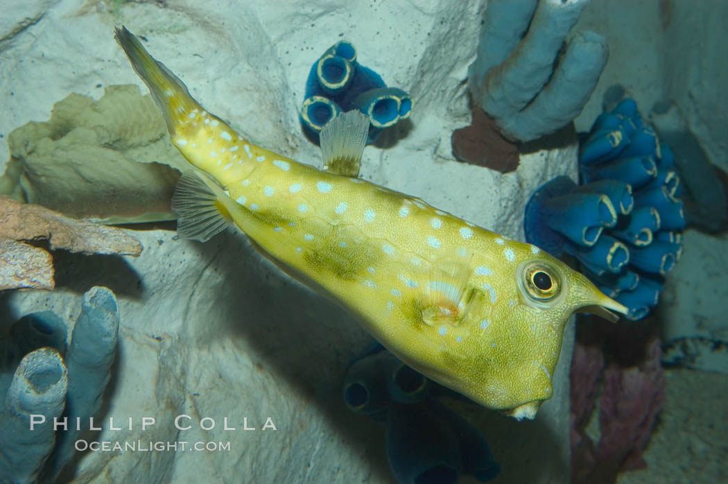 Longhorn cowfish., Lactoria cornuta, natural history stock photograph, photo id 07839