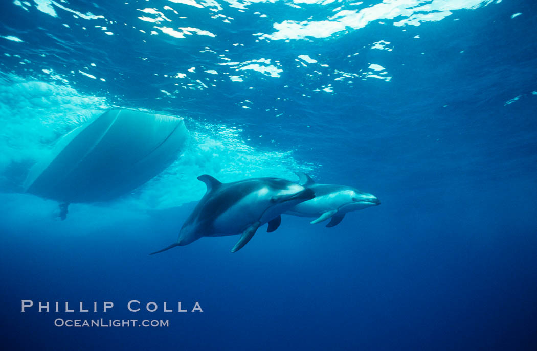 Pacific white sided dolphin. San Diego, California, USA, Lagenorhynchus obliquidens, natural history stock photograph, photo id 00038