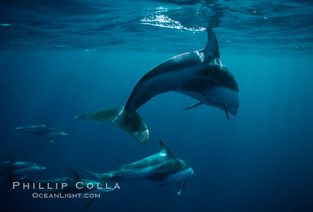 Pacific white sided dolphin. San Diego, California, USA, Lagenorhynchus obliquidens, natural history stock photograph, photo id 00036