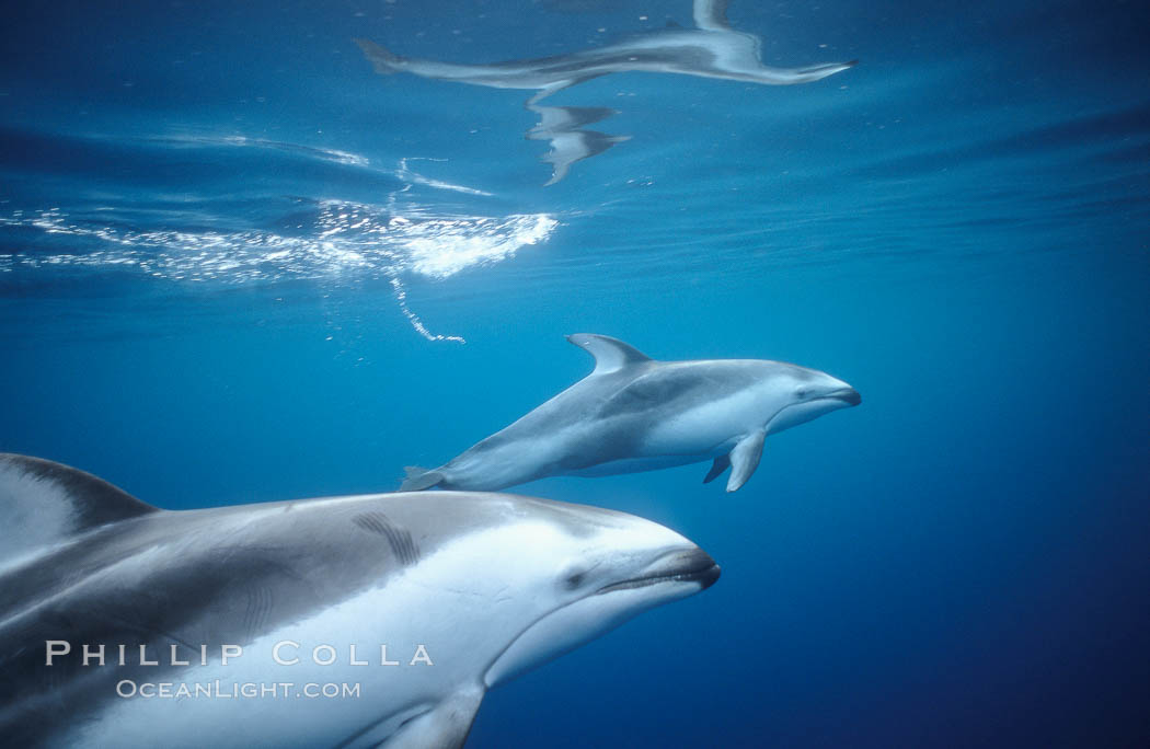 Pacific white sided dolphin. San Diego, California, USA, Lagenorhynchus obliquidens, natural history stock photograph, photo id 00048