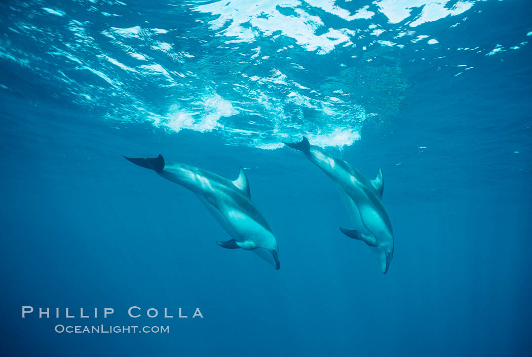 Pacific white sided dolphin. San Diego, California, USA, Lagenorhynchus obliquidens, natural history stock photograph, photo id 00035