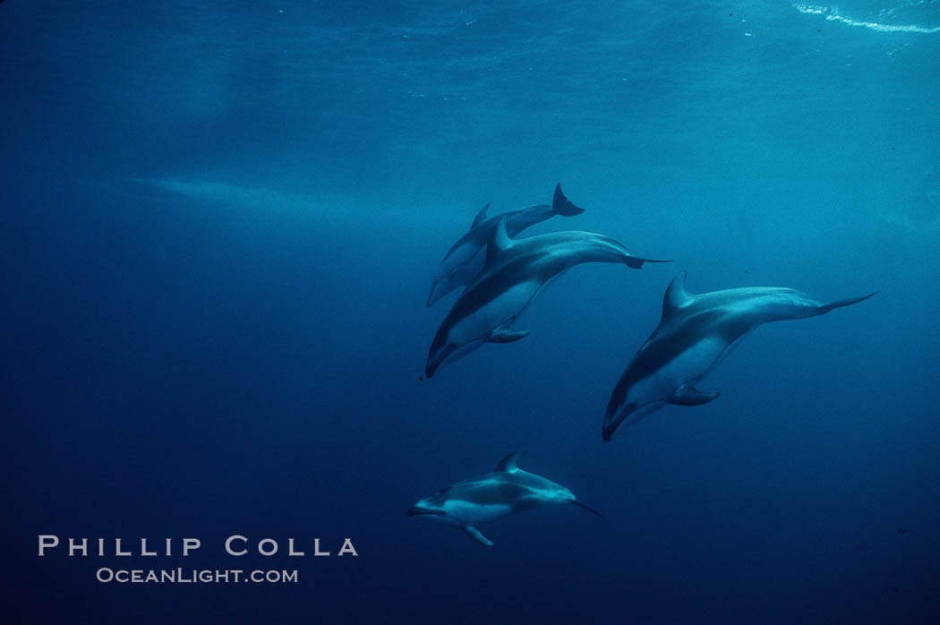 Pacific white sided dolphin., Lagenorhynchus obliquidens, natural history stock photograph, photo id 00039