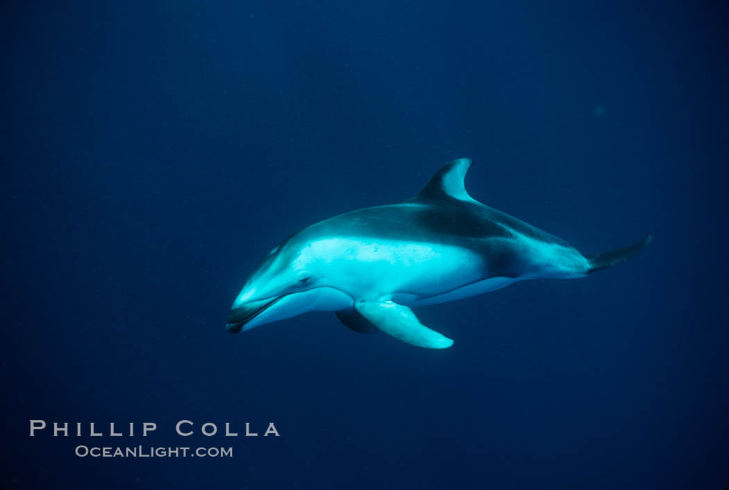 Pacific white sided dolphin. San Diego, California, USA, Lagenorhynchus obliquidens, natural history stock photograph, photo id 04947