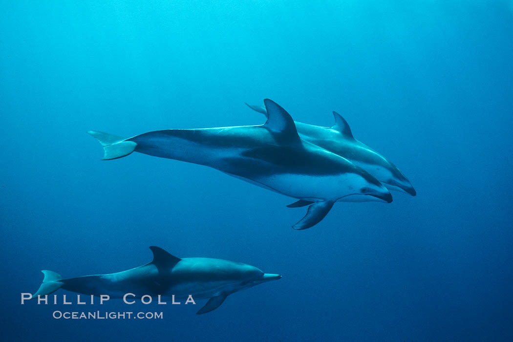 Pacific white sided dolphin. San Diego, California, USA, Lagenorhynchus obliquidens, natural history stock photograph, photo id 00033