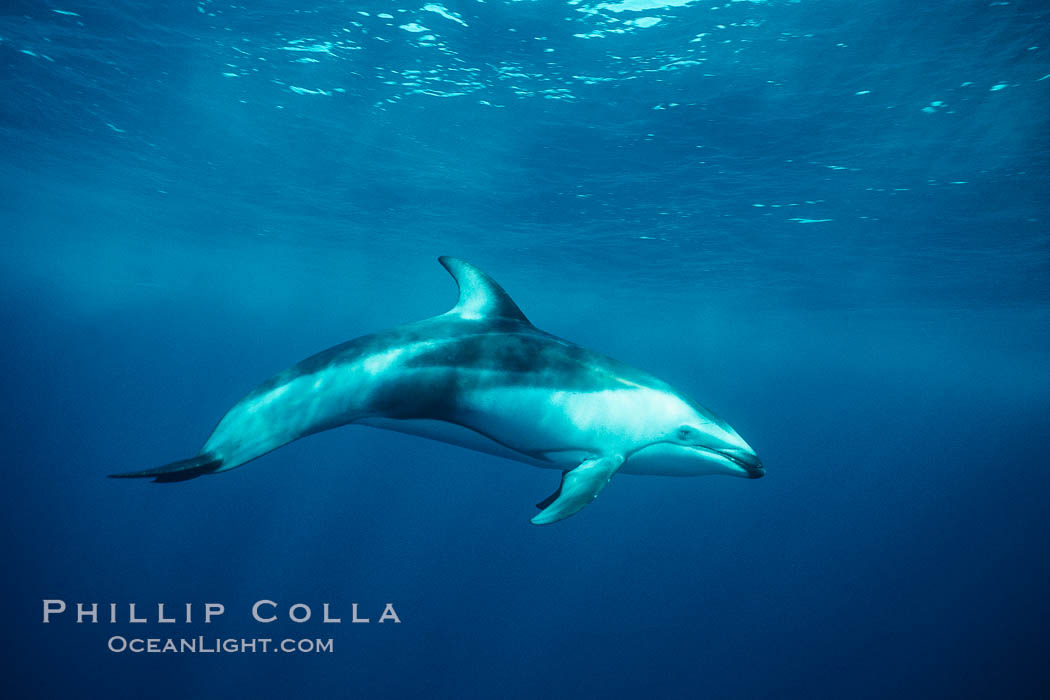 Pacific white sided dolphin. San Diego, California, USA, Lagenorhynchus obliquidens, natural history stock photograph, photo id 00037