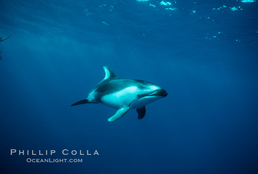 Pacific white sided dolphin. San Diego, California, USA, Lagenorhynchus obliquidens, natural history stock photograph, photo id 00041