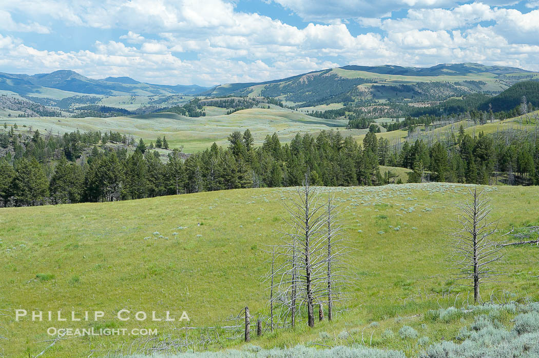Lamar Valley, summer. The Lamar Valleys rolling hills are home to many large mammals and are often called Americas Serengeti., natural history stock photograph, photo id 13658