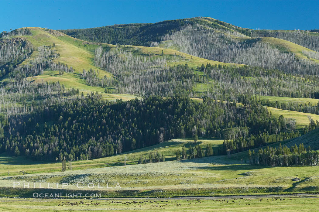 Lamar Valley, summer. The Lamar Valleys rolling hills are home to many large mammals and are often called Americas Serengeti. Yellowstone National Park, Wyoming, USA, natural history stock photograph, photo id 13647