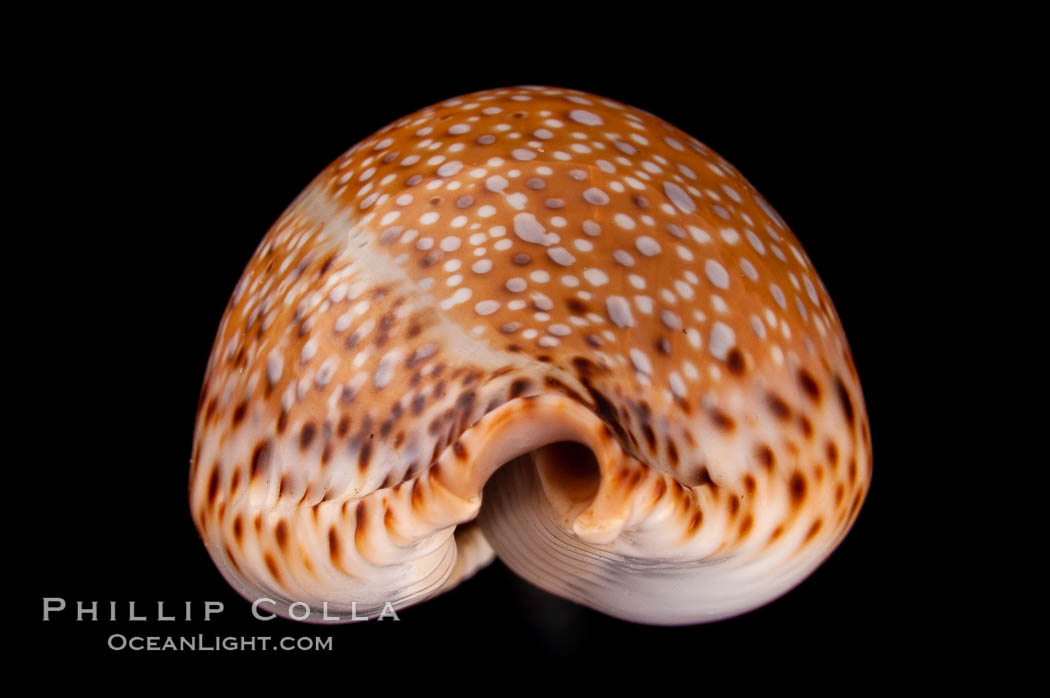 Lamarck's Cowrie., Cypraea lamarckii, natural history stock photograph, photo id 08042