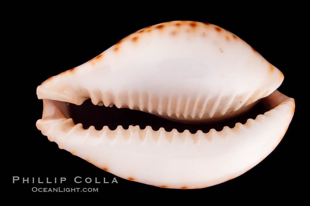 Lamarck's Cowrie., Cypraea lamarckii, natural history stock photograph, photo id 08040