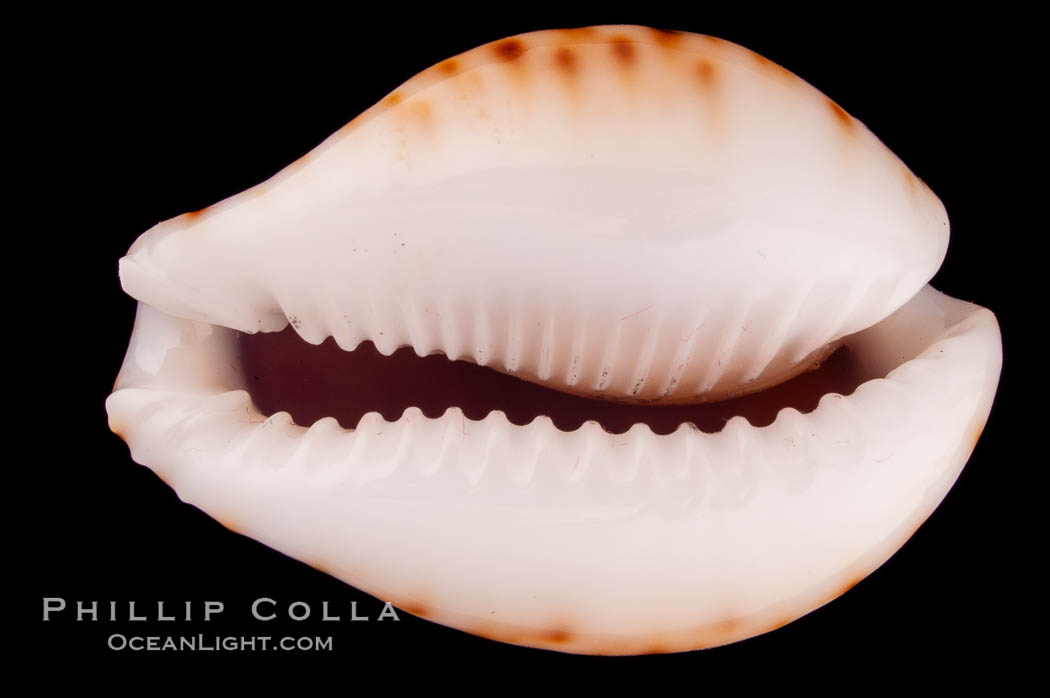 Lamarck's Cowrie., Cypraea lamarckii redimita, natural history stock photograph, photo id 08056