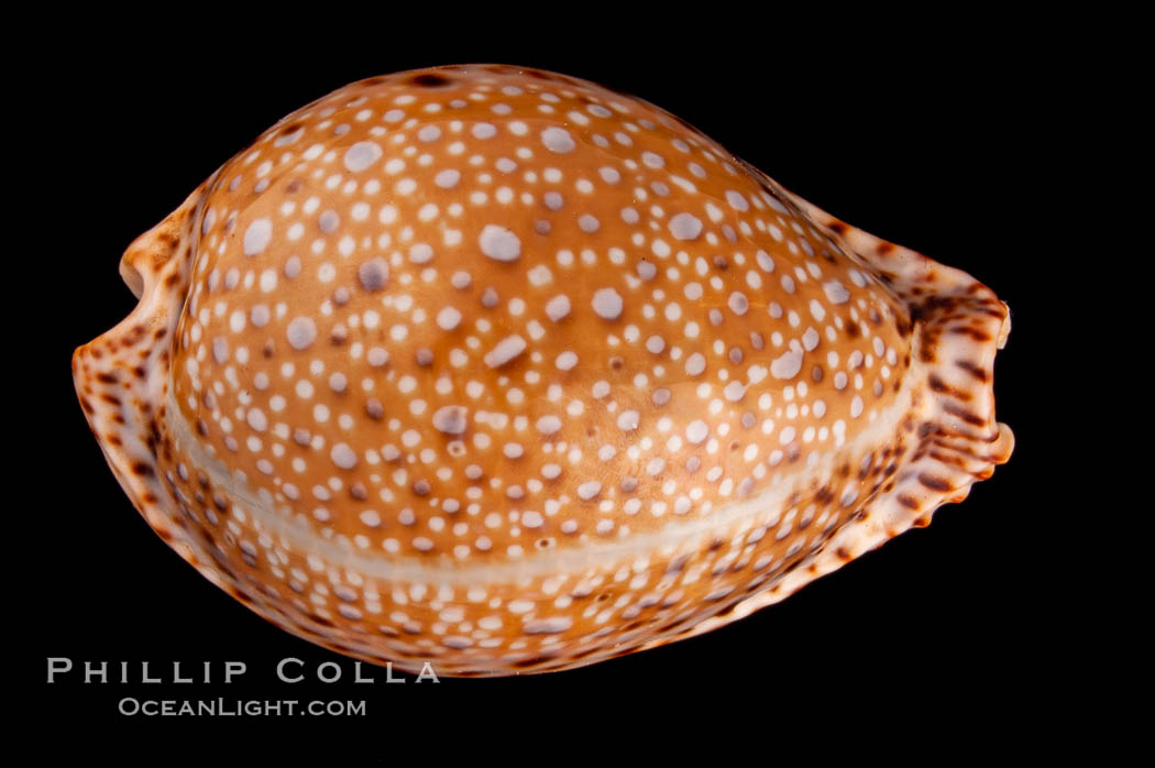 Lamarck's Cowrie., Cypraea lamarckii, natural history stock photograph, photo id 08039