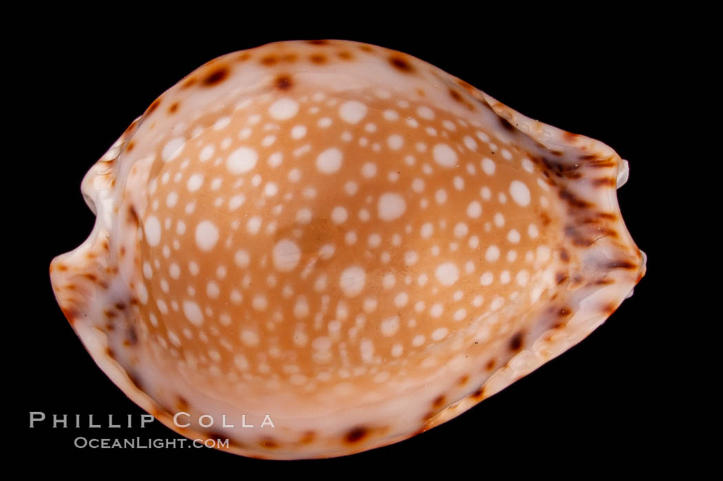 Lamarck's Cowrie., Cypraea lamarckii redimita, natural history stock photograph, photo id 08055