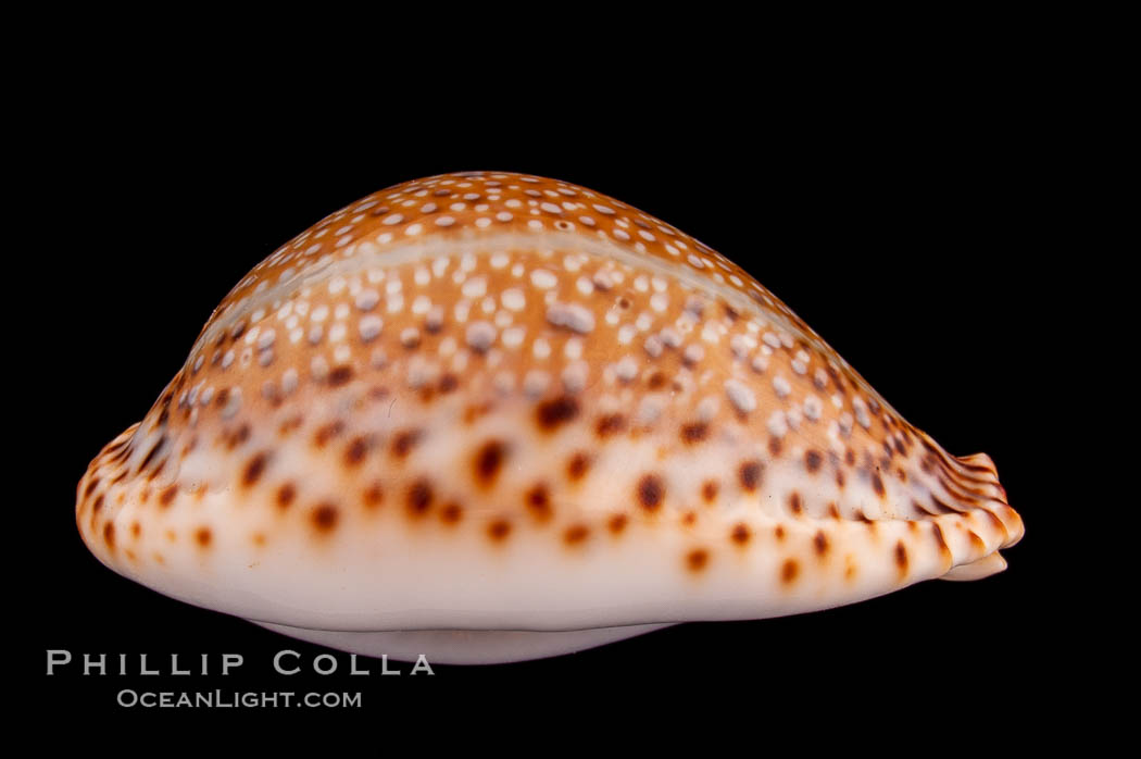 Lamarck's Cowrie., Cypraea lamarckii, natural history stock photograph, photo id 08041