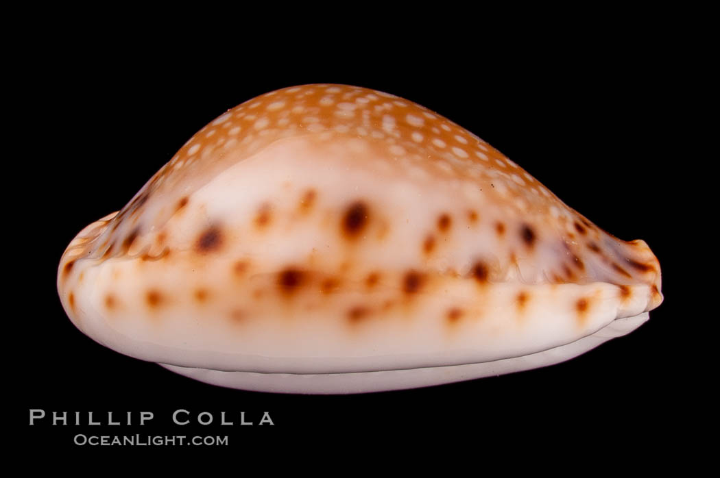 Lamarck's Cowrie., Cypraea lamarckii redimita, natural history stock photograph, photo id 08057