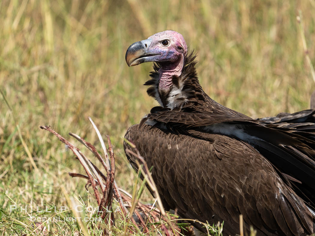 Lappet-Faced Vulture, Torgos tracheliotos, Masai Mara, Kenya. Maasai Mara National Reserve, Torgos tracheliotos, natural history stock photograph, photo id 39621