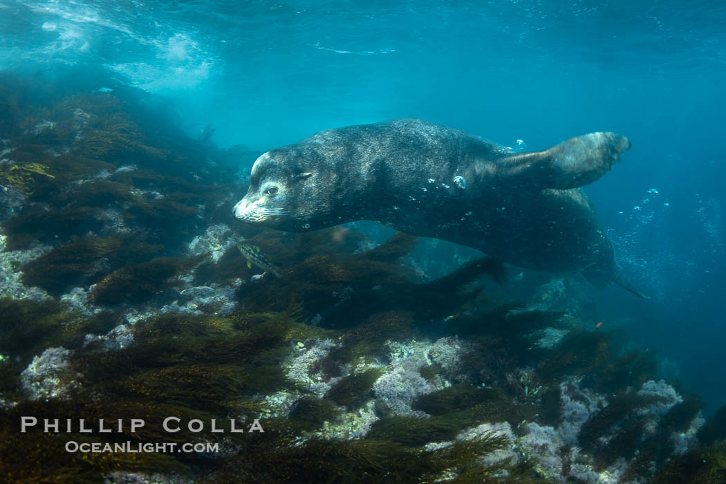 Large Adult Male California Sea Lion Bull Underwater, Mexico. His sagittal crest, the prominent bump on the top of his head, is clearly seen. A few bubbles trail behind him because he typically barks underwater as he swims. This bull had assembled a large group of adult females and remained in a 75-yard stretch of rocky shoreline to guard them from other males. Here he is seen patrolling the underwater perimeter of his harem territory, something he does often. Coronado Islands (Islas Coronado), Baja California, Zalophus californianus, natural history stock photograph, photo id 39986