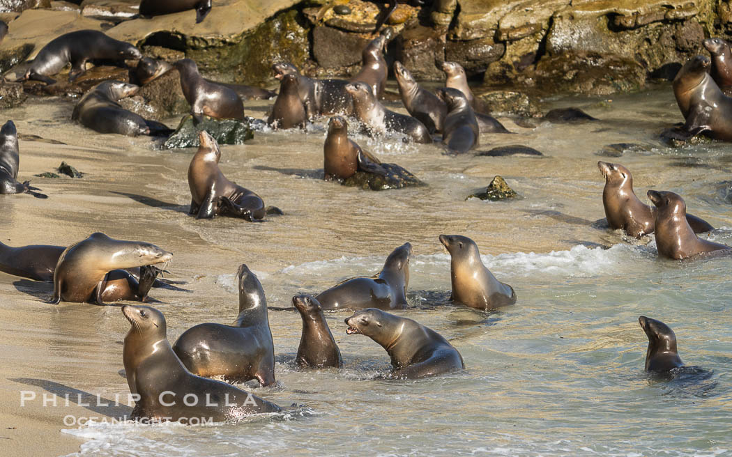 California Sea Lions in La Jolla Cove, these sea lions are seeking protection from large waves by staying in the protected La Jolla Cove. USA, Zalophus californianus, natural history stock photograph, photo id 39802