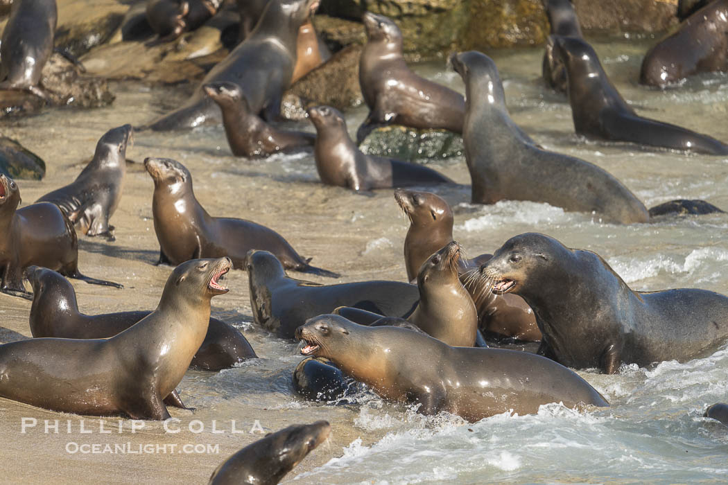 California Sea Lions in La Jolla Cove, these sea lions are seeking protection from large waves by staying in the protected La Jolla Cove