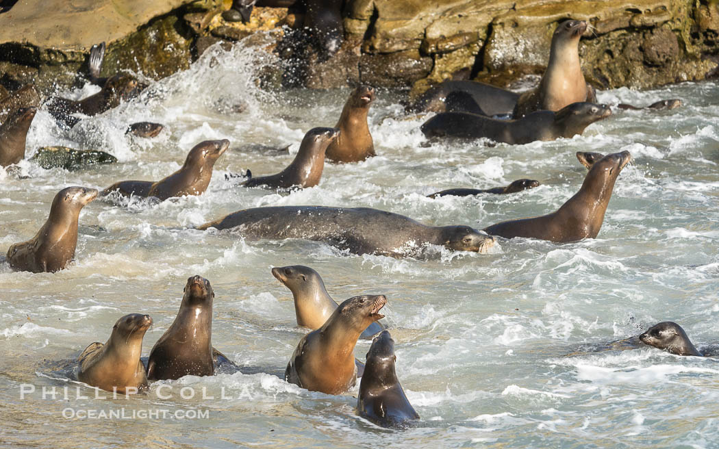 California Sea Lions in La Jolla Cove, these sea lions are seeking protection from large waves by staying in the protected La Jolla Cove California Sea Lions in La Jolla Cove, these sea lions are seeking protection from large waves by staying in the protected La Jolla Cove