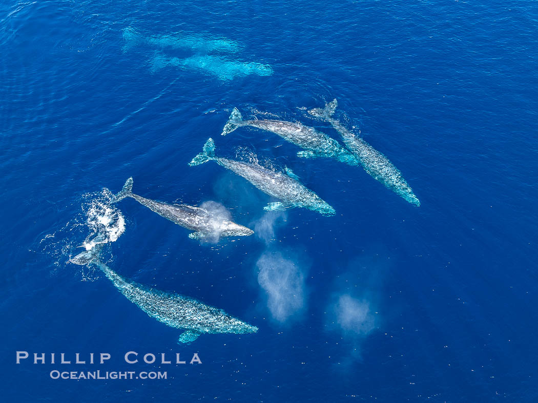 Large Seven Animal Gray Whale Courtship Group, Aerial Photo, San Diego. Courtship during the southern migration, far to the north of the Mexican lagoons of Baja California where most gray whale births take place., Eschrichtius robustus, natural history stock photograph, photo id 41522