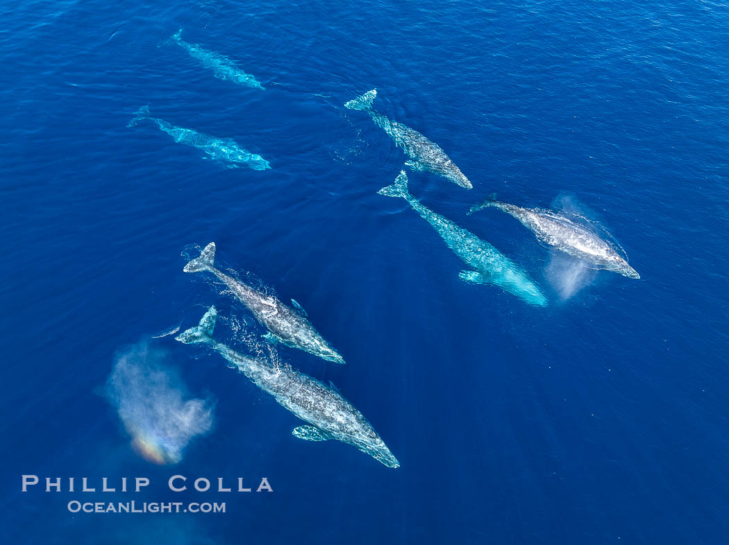 Large Seven Animal Gray Whale Courtship Group, Aerial Photo, San Diego. Courtship during the southern migration, far to the north of the Mexican lagoons of Baja California where most gray whale births take place., Eschrichtius robustus, natural history stock photograph, photo id 41520