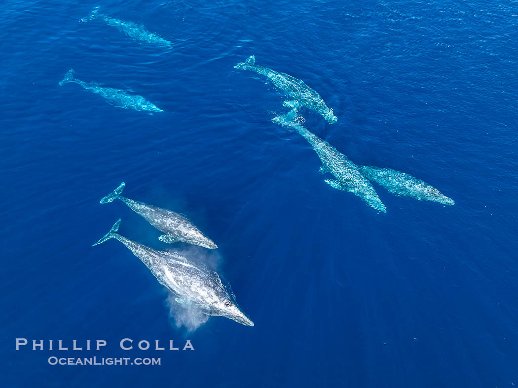 Large Seven Animal Gray Whale Courtship Group, Aerial Photo, San Diego. Courtship during the southern migration, far to the north of the Mexican lagoons of Baja California where most gray whale births take place., Eschrichtius robustus, natural history stock photograph, photo id 41519