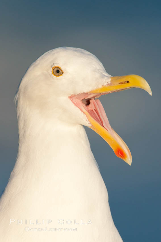 Western gull. La Jolla, California, USA, Larus occidentalis, natural history stock photograph, photo id 26466