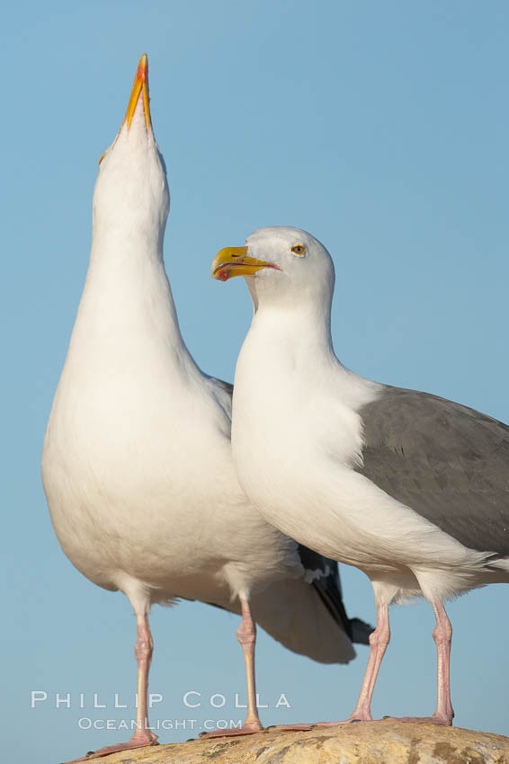 Western gulls, courtship behaviour. La Jolla, California, USA, Larus occidentalis, natural history stock photograph, photo id 18402
