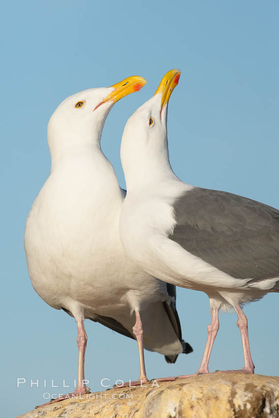 Western gulls, courtship behaviour., Larus occidentalis, natural history stock photograph, photo id 18410