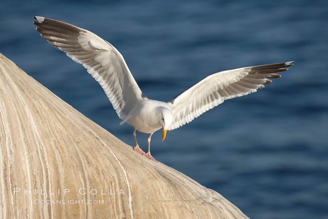Western gull on sandstone cliffs., Larus occidentalis, natural history stock photograph, photo id 18574