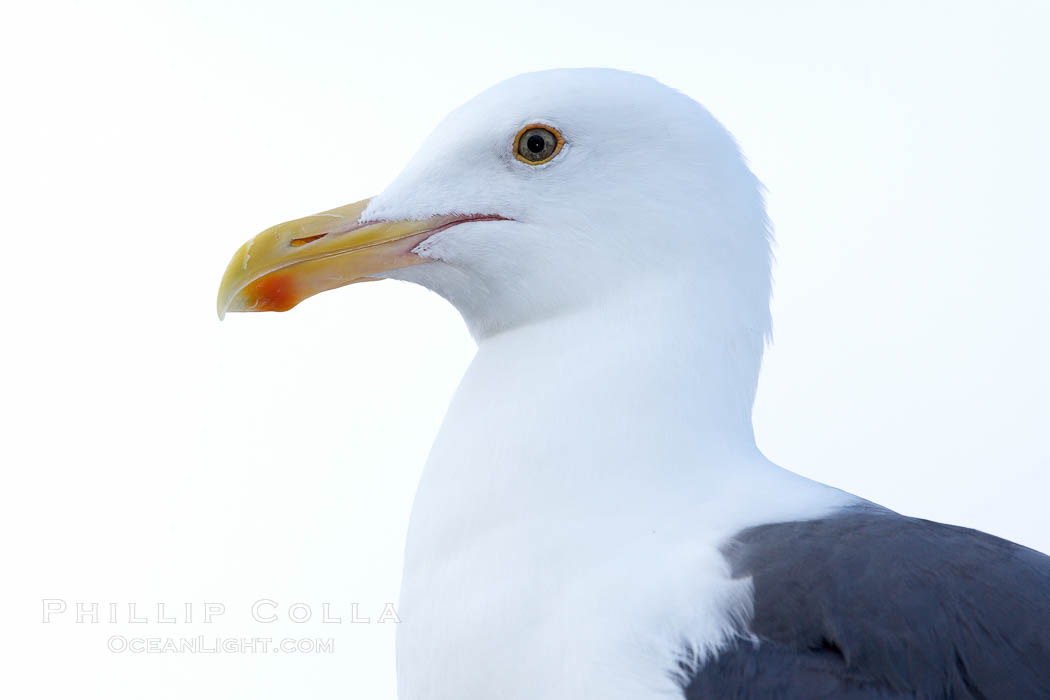 Western gull, adult. San Diego, California, USA, Larus occidentalis, natural history stock photograph, photo id 21418