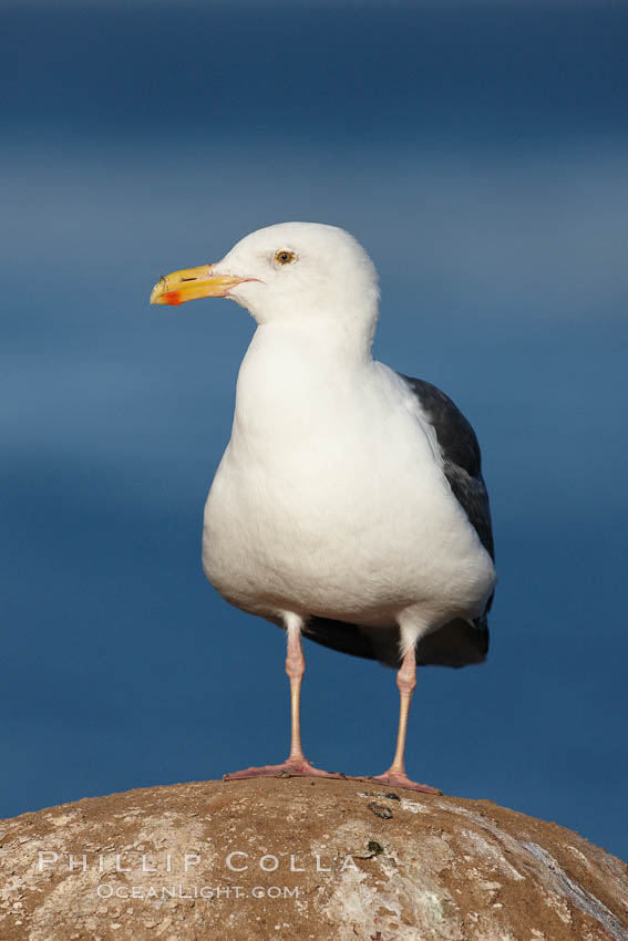 Western gull. La Jolla, California, USA, Larus occidentalis, natural history stock photograph, photo id 22174