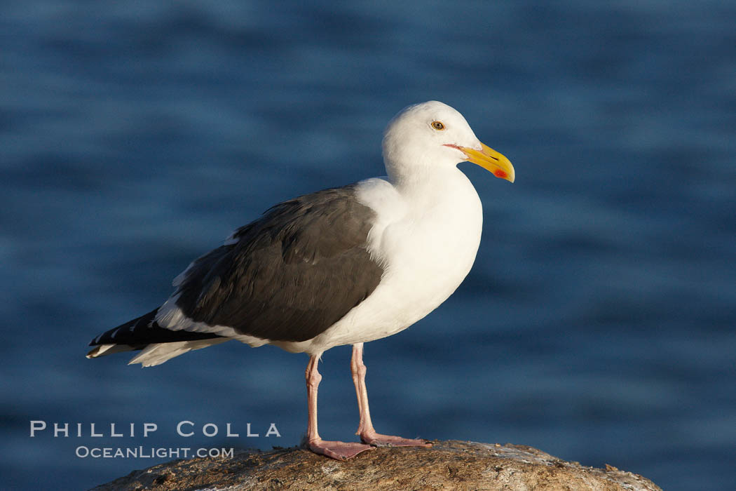Western gull. La Jolla, California, USA, Larus occidentalis, natural history stock photograph, photo id 22282