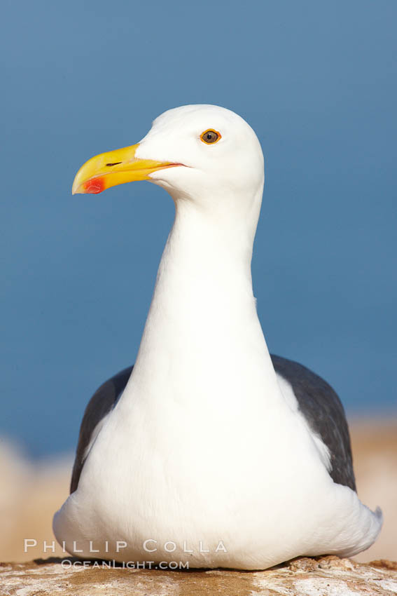 Western gull portrait. La Jolla, California, USA, Larus occidentalis, natural history stock photograph, photo id 22542