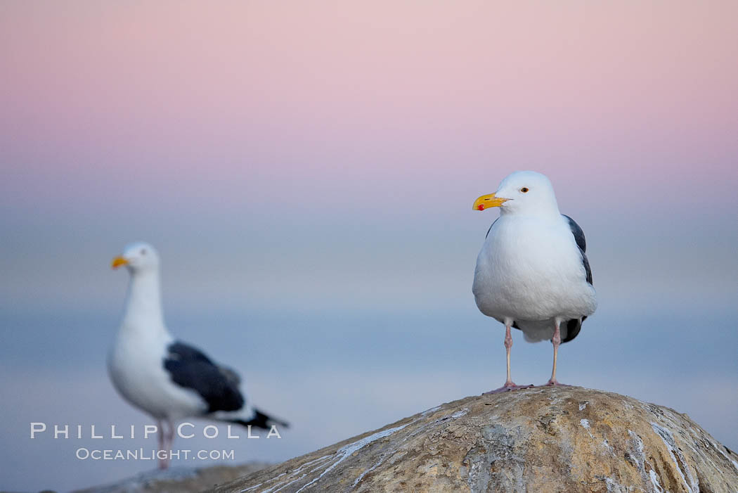 Western gull, early morning pink sky. La Jolla, California, USA, Larus occidentalis, natural history stock photograph, photo id 18400