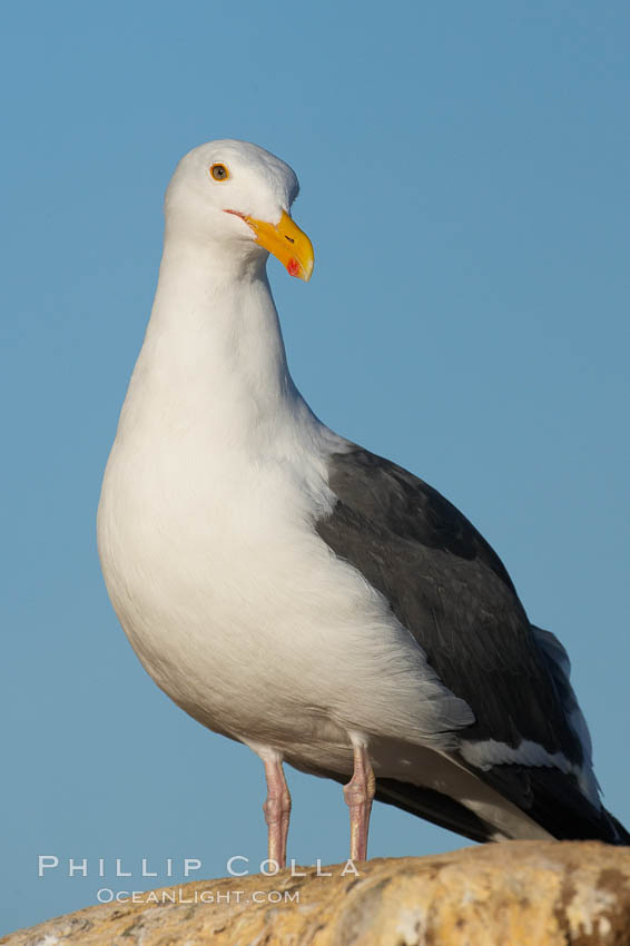 Western gull on sandstone cliffs. La Jolla, California, USA, Larus occidentalis, natural history stock photograph, photo id 18404