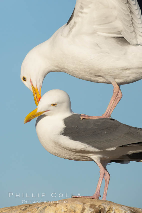 Western gulls, courtship behaviour. La Jolla, California, USA, Larus occidentalis, natural history stock photograph, photo id 18408