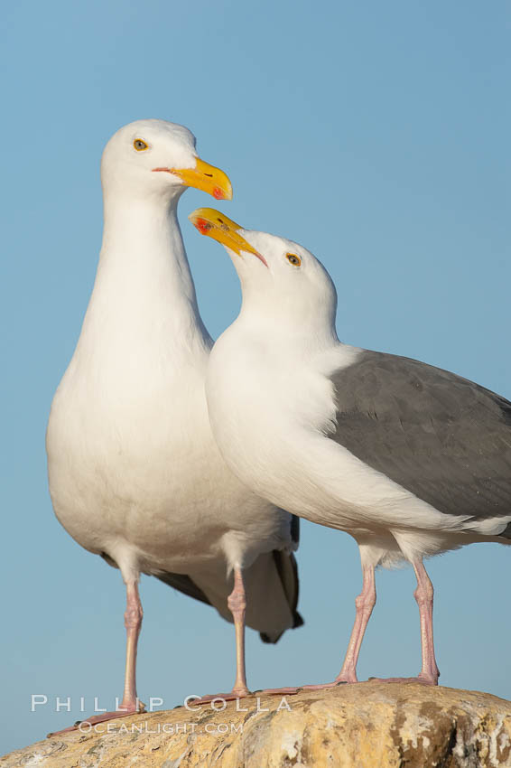 Western gulls, courtship behaviour. La Jolla, California, USA, Larus occidentalis, natural history stock photograph, photo id 18412