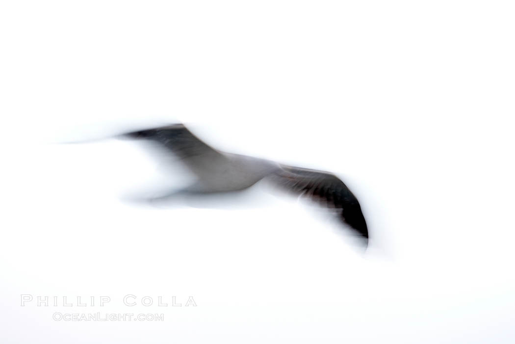 Western gull in flight, blur. La Jolla, California, USA, Larus occidentalis, natural history stock photograph, photo id 18399